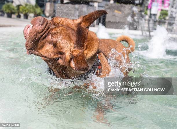 French Mastiff "Moehrchen" takes a bath in a water well in Stuttgart, southwestern Germany on May 25, 2018. / Germany OUT