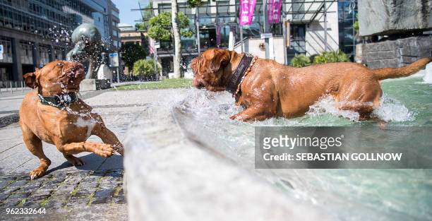 French Mastiff "Moehrchen" takes a bath in a water well next to French Mastiff "Eva" in Stuttgart, southwestern Germany on May 25, 2018. / Germany OUT