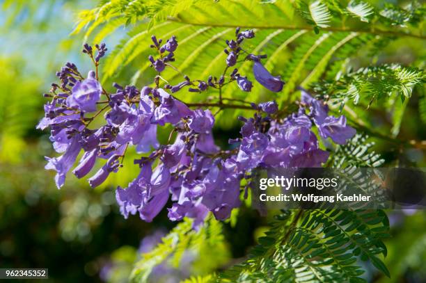 Close-up of a Jacaranda tree flower at the North Platform of Monte Alban in the Valley of Oaxaca region, Oaxaca, Mexico.