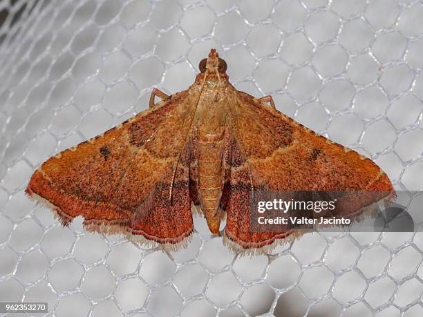 rosy tabby (endotricha flammealis) - salobrena toxocrossa fotografías e imágenes de stock