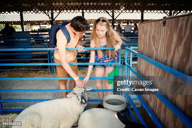 couple stroking sheep while standing in animal pen - enclos à moutons photos et images de collection