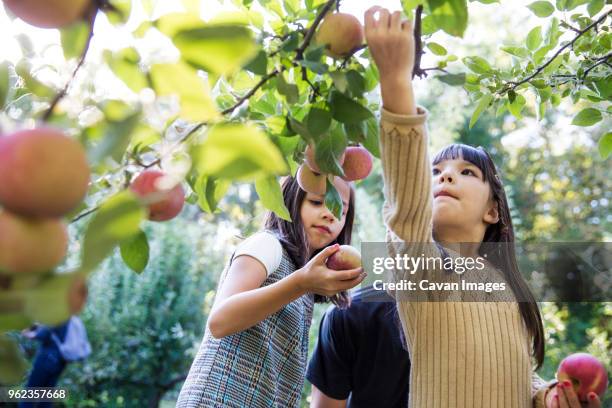 daughters with father harvesting in apple orchard - pomar fotografías e imágenes de stock