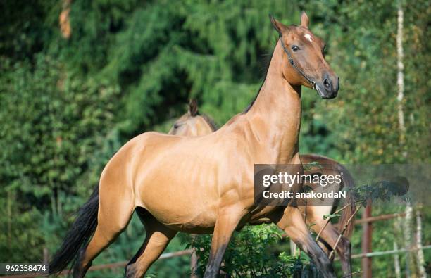 running purebred akhalteke dam with foal - akhalteke stock pictures, royalty-free photos & images