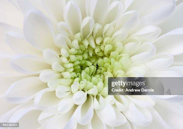 chrysanthemum - andrew dernie stock-fotos und bilder