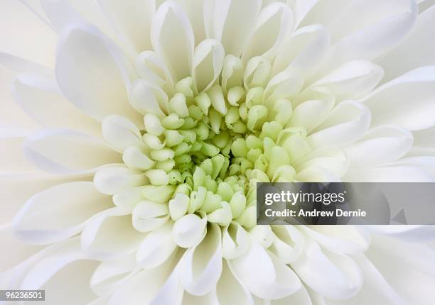 chrysanthemum - andrew dernie - fotografias e filmes do acervo