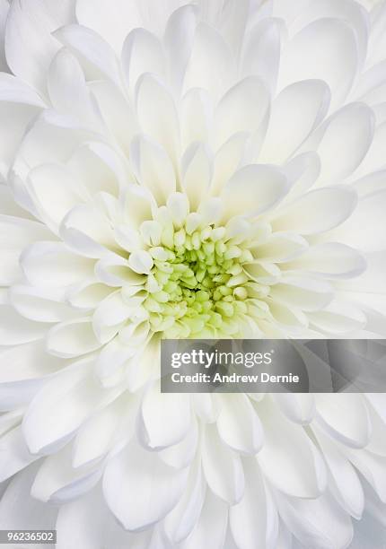 chrysanthemum - andrew dernie stock-fotos und bilder