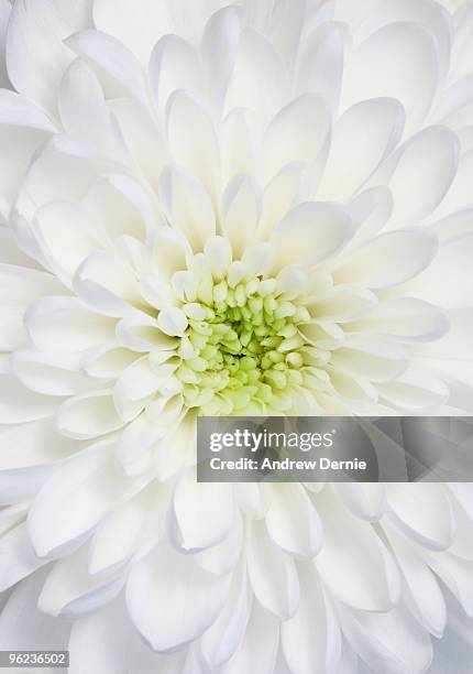 chrysanthemum - andrew dernie - fotografias e filmes do acervo