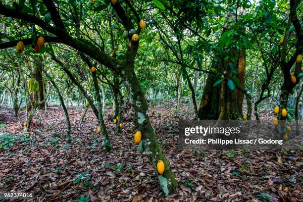 564 Cocoa Plantation West Africa Stock Photos High Res Pictures And 564-cocoa-plantation-west-africa-stock-photos-high-res-pictures-and