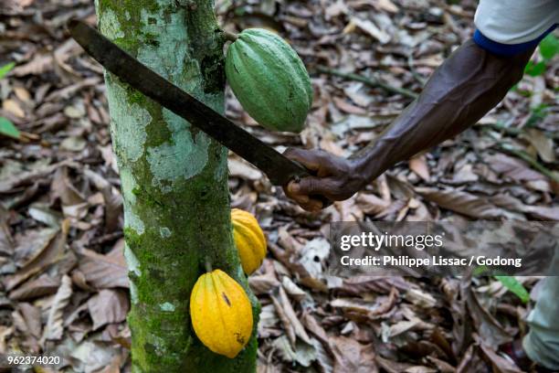 ivory coast. farmer harvesting cocoa in his plantation. - machete stockfoto's en -beelden