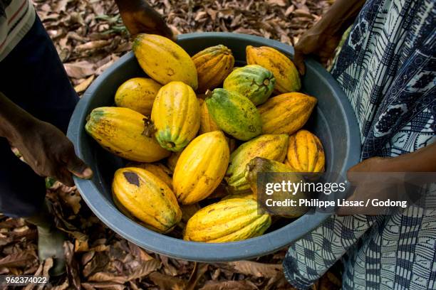 ivory coast. farmer harvesting cocoa with his wife. - costa de marfil fotografías e imágenes de stock