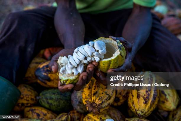 ivory coast. farmers breaking up harvested cocoa pods. - costa de marfil fotografías e imágenes de stock