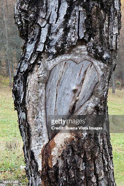 heart shaped scar in walnut tree. - heart scar stockfoto's en -beelden