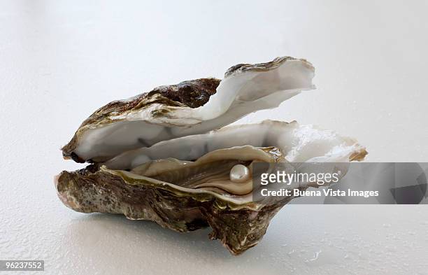 oyster with pearl - oyster pearl fotografías e imágenes de stock