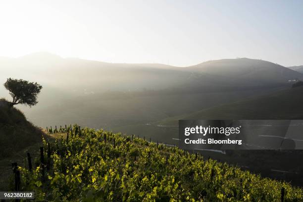 Grape vines grow in the morning sunlight on the slopes of the Douro Valley, Portugal, on Tuesday, May 22, 2018. Portugal's gross domestic product...