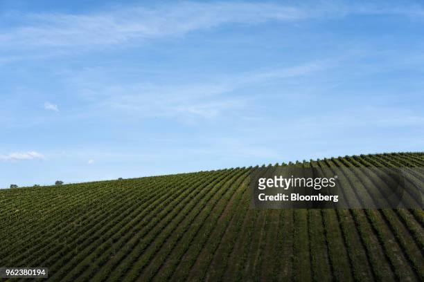 Grape vines grow on the slopes of the Douro Valley, Portugal, on Tuesday, May 22, 2018. Portugal's gross domestic product expanded less than...