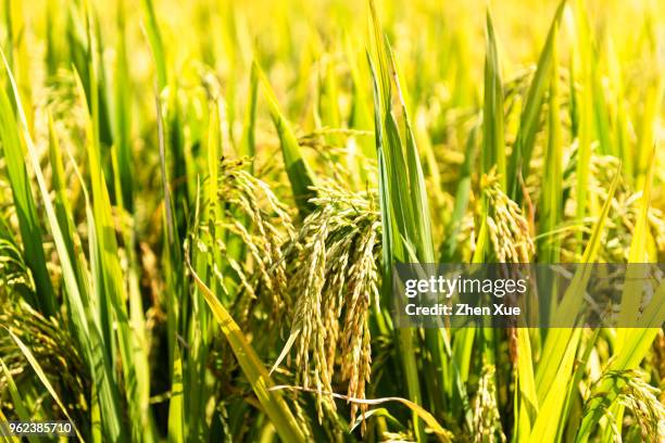 Stalks From Rice 458 Rice Stalk China Stock Photos, High-Res Pictures, and Images ...