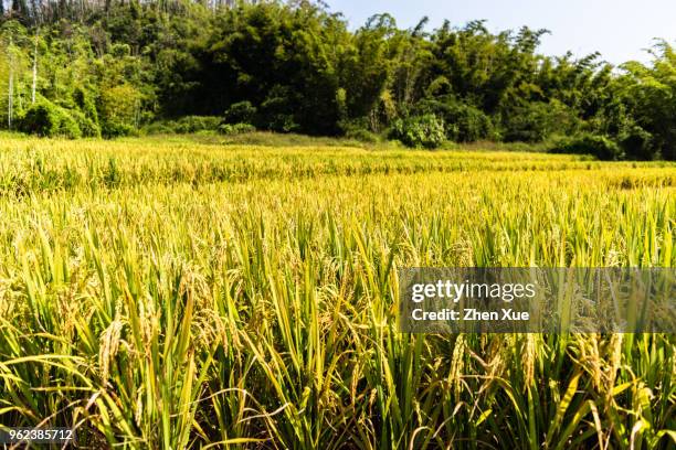 rice field - 広東省 ストックフォトと画像