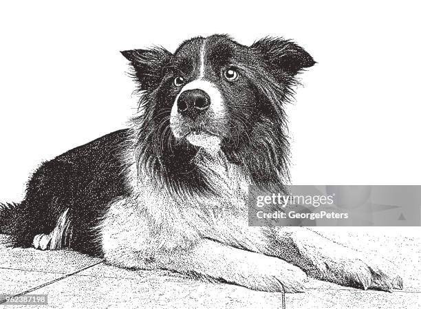 ilustraciones, imágenes clip art, dibujos animados e iconos de stock de border collie perro de raza mixta con la esperanza de ser adoptados - border collie