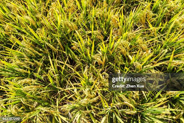 Stalks From Rice 458 Rice Stalk China Stock Photos, High-Res Pictures, and Images ...