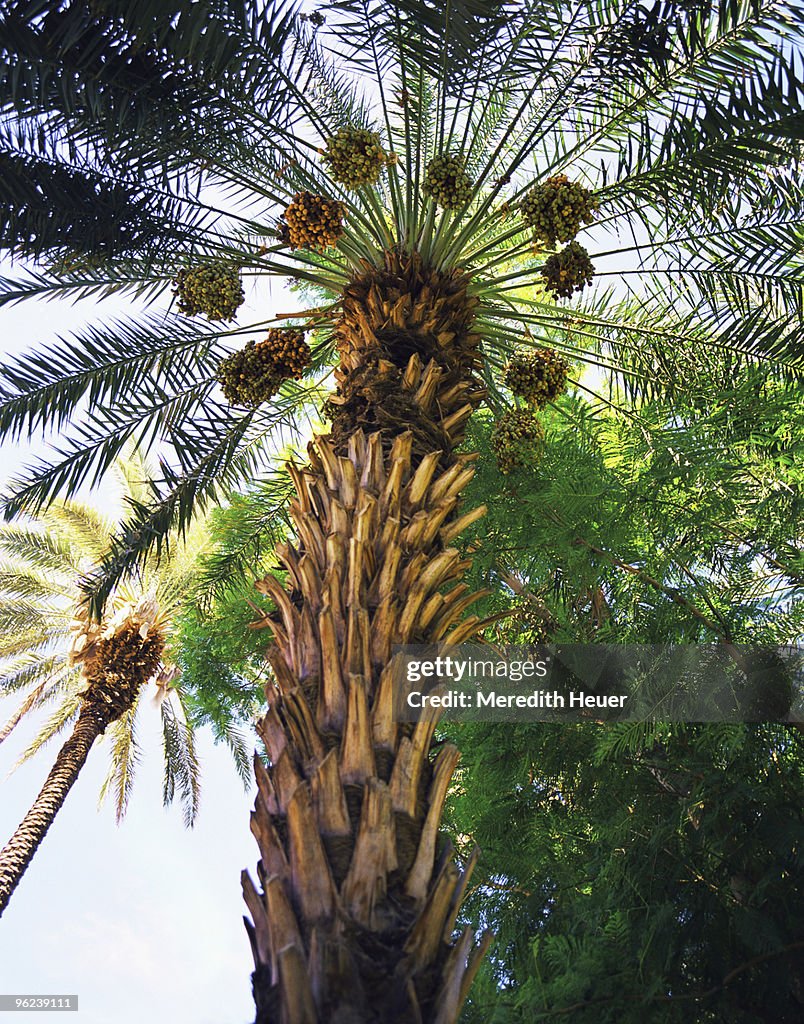 Date Palm , Indio , California