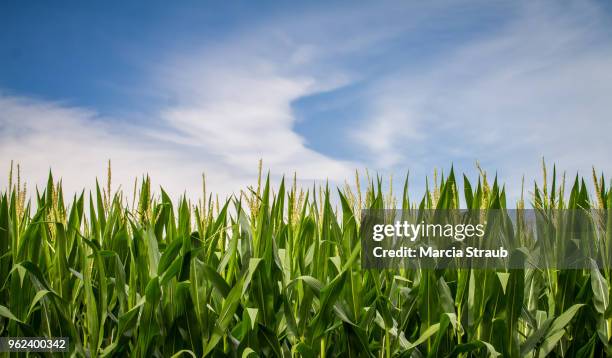 row of corn - corn field stockfoto's en -beelden