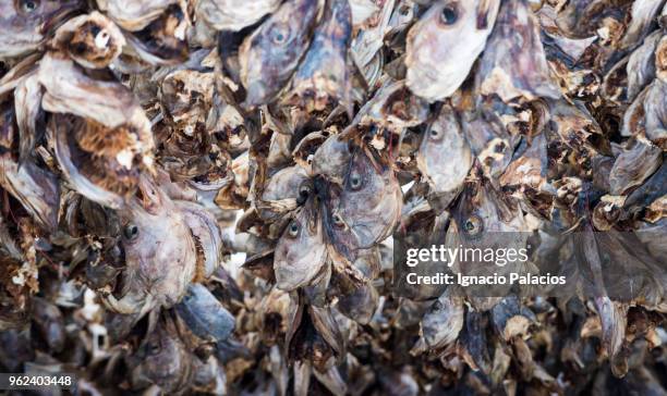 stockfish, cod drying fish, hamnøy, lofoten islands - ignacio palacios stockfoto's en -beelden