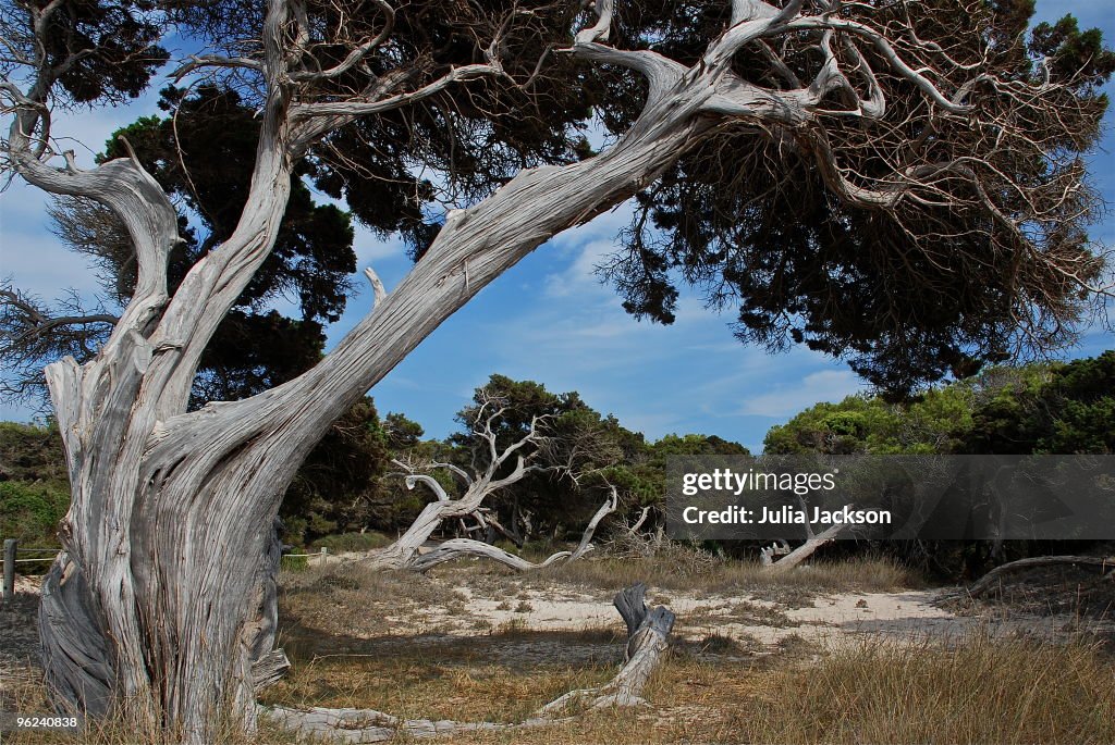 Crazy Formentera Trees