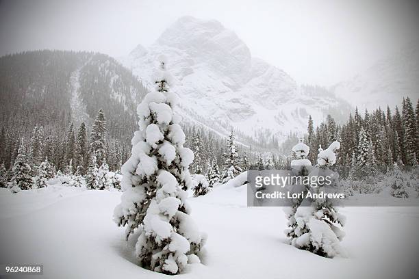 snow covered trees and mountains, rockies - lori andrews stock-fotos und bilder