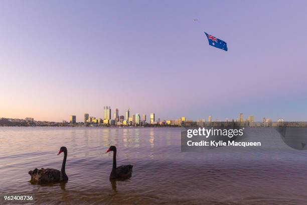 black swans in front of the australian flag, perth western australia - zwarte zwaan stockfoto's en -beelden