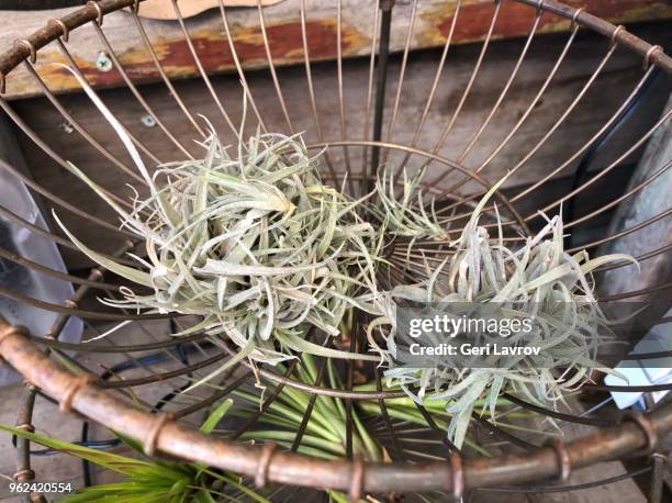 tillandsia air plants - bromeliaceae stockfoto's en -beelden