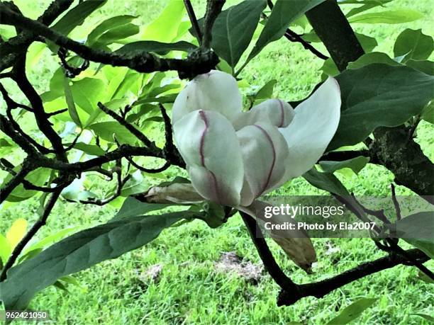 blossom of the tulip tree in the evening light - ela2007 fotografías e imágenes de stock