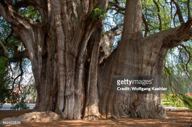 El Arbol del Tule is a tree located in the church grounds in the town center of Santa Maria del Tule in the Mexican state of Oaxaca, approximately 9...