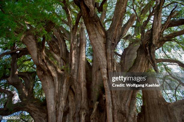 El Arbol del Tule is a tree located in the church grounds in the town center of Santa Maria del Tule in the Mexican state of Oaxaca, approximately 9...