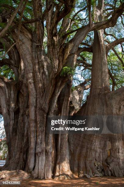 El Arbol del Tule is a tree located in the church grounds in the town center of Santa Maria del Tule in the Mexican state of Oaxaca, approximately 9...