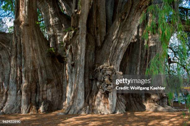 Huge burl or bur or burr on the El Arbol del Tule , a tree located in the church grounds in the town center of Santa Maria del Tule in the Mexican...