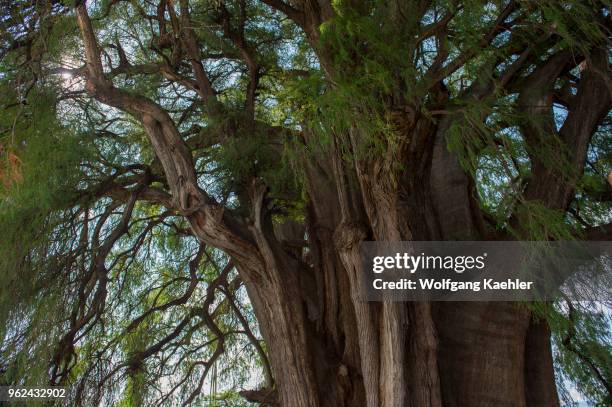 El Arbol del Tule is a tree located in the church grounds in the town center of Santa Maria del Tule in the Mexican state of Oaxaca, approximately 9...