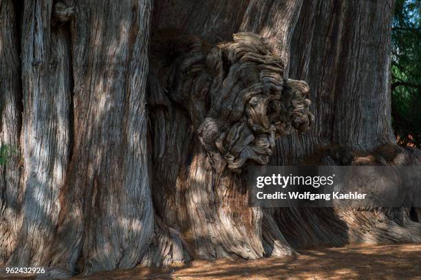 Huge burl or bur or burr on the El Arbol del Tule , a tree located in the church grounds in the town center of Santa Maria del Tule in the Mexican...