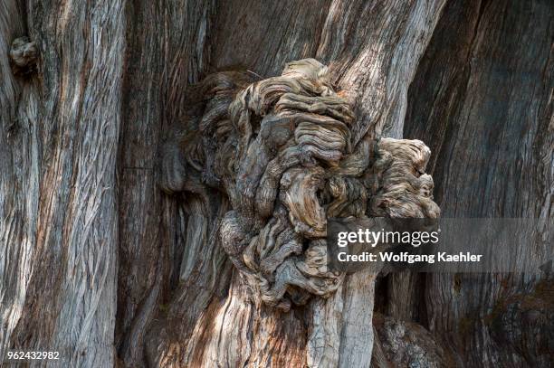 Huge burl or bur or burr on the El Arbol del Tule , a tree located in the church grounds in the town center of Santa Maria del Tule in the Mexican...