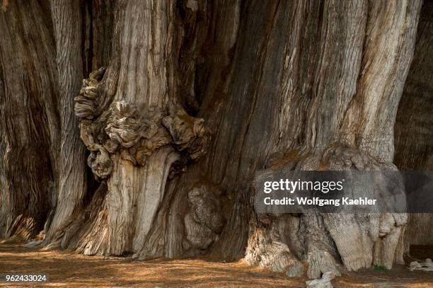 Huge burl or bur or burr on the El Arbol del Tule , a tree located in the church grounds in the town center of Santa Maria del Tule in the Mexican...