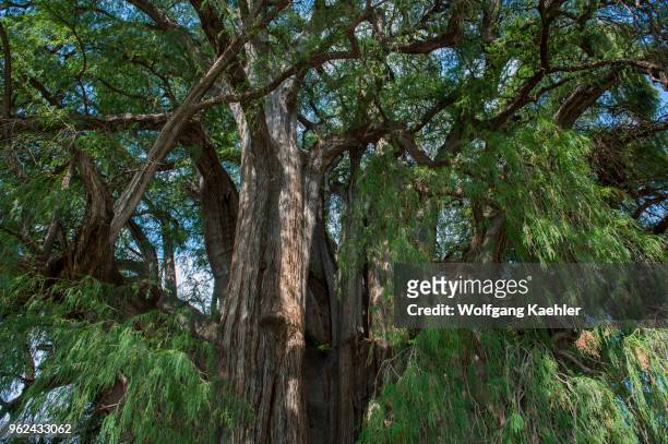 View into the tree canopy of the El Arbol del Tule , a tree located in the church grounds in the town center of Santa Maria del Tule in the Mexican...