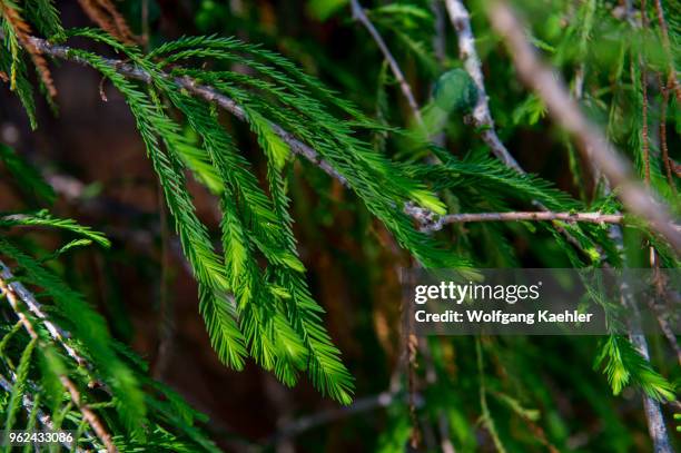 Close-up of the foliage of El Arbol del Tule , a tree located in the church grounds in the town center of Santa Maria del Tule in the Mexican state...