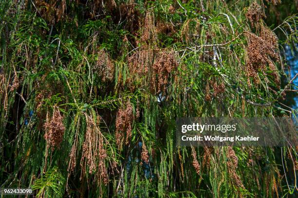 Close-up of the foliage of El Arbol del Tule , a tree located in the church grounds in the town center of Santa Maria del Tule in the Mexican state...