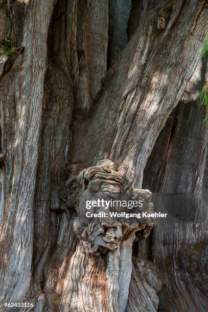 Huge burl or bur or burr on the El Arbol del Tule , a tree located in the church grounds in the town center of Santa Maria del Tule in the Mexican...