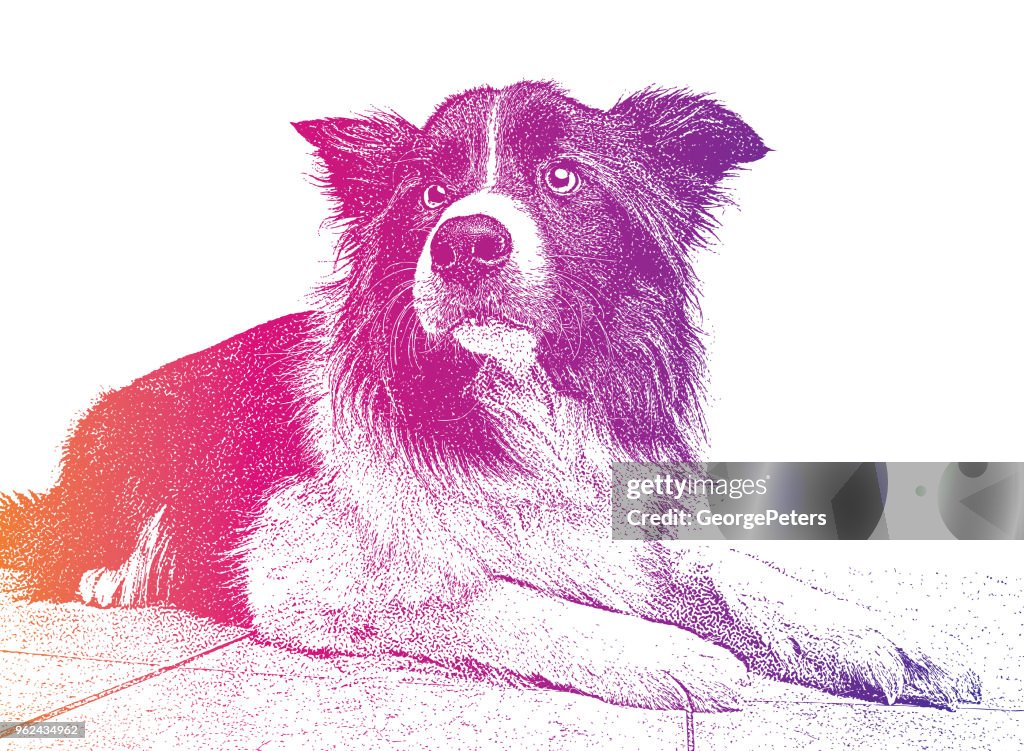 Border Collie Mixed-breed dog hoping to be adopted