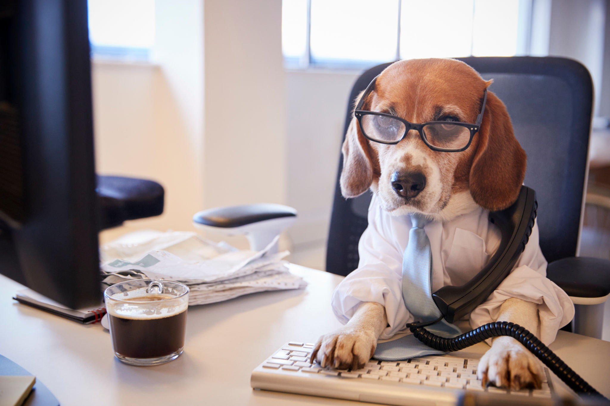 busy person dog
