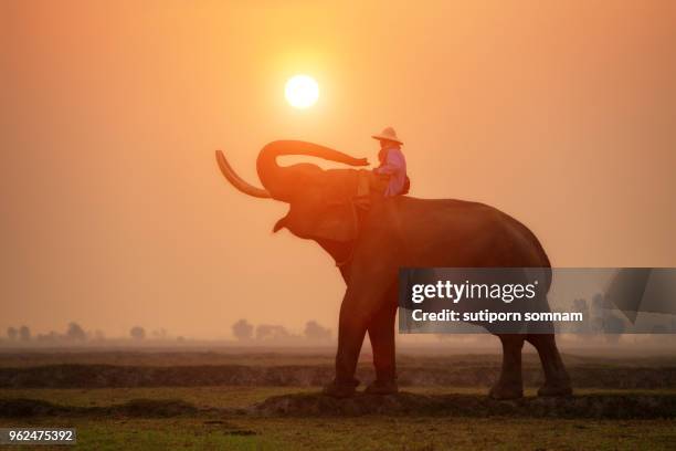 mahout and elephant at sunrise on field - elephant surin stockfoto's en -beelden