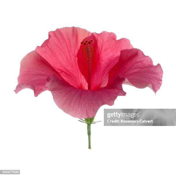 elegant pink hibiscus flower in white square. - stame foto e immagini stock