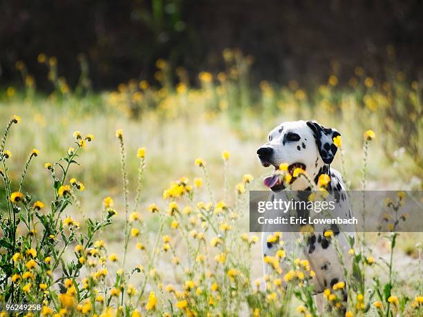 dalmatian dog in yellow wildflowers - lowenbach - fotografias e filmes do acervo