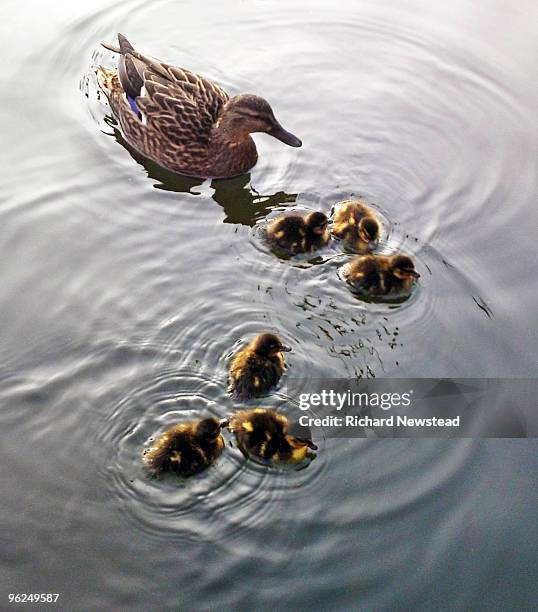 care - water bird photos et images de collection