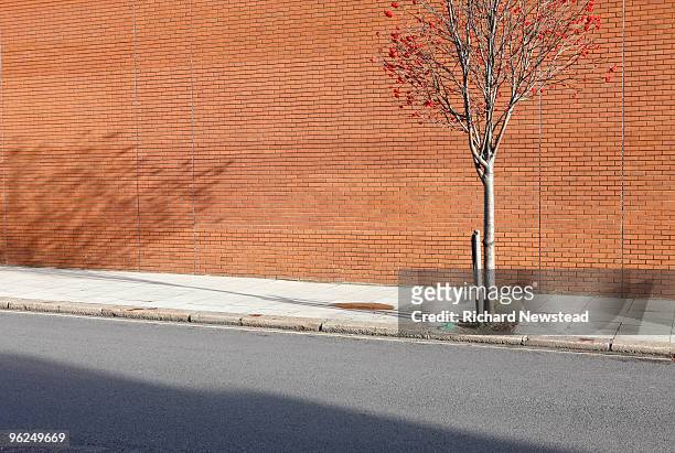 red tree - street stock pictures, royalty-free photos & images